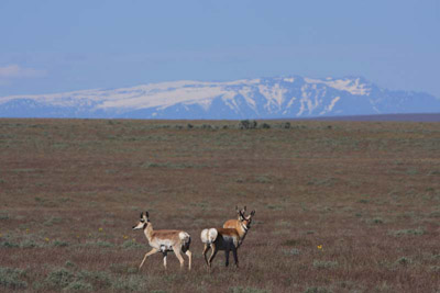 Pronghorn and Steens